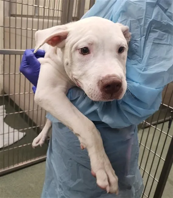 A baby small-sized male Mixed Breed dog named Ghost for adoption in Santa Fe, NM