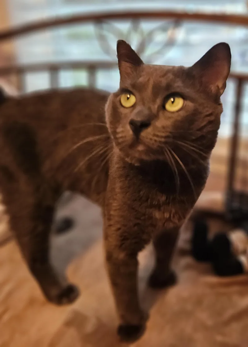 Kirbypurrfect! thumbnail 2