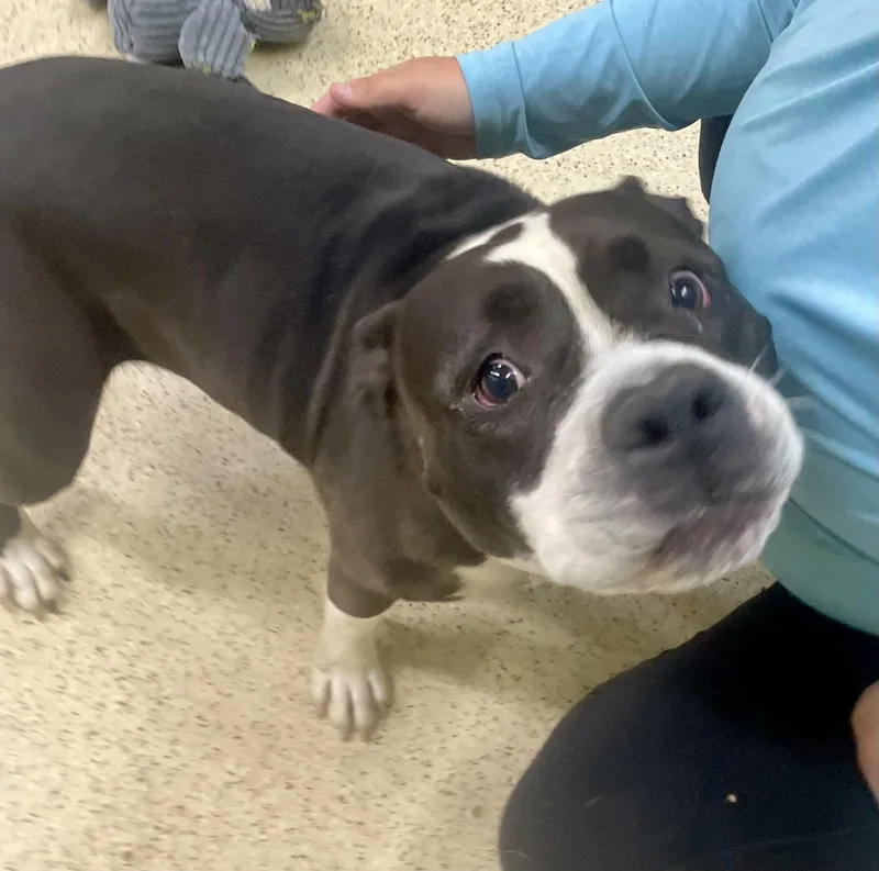 A young large-sized female Terrier dog named Deliah for adoption in Muncie, IN