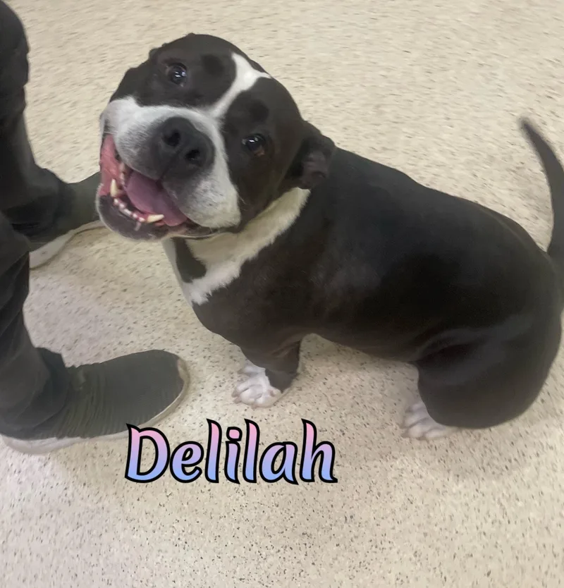 Deliah thumbnail 3
