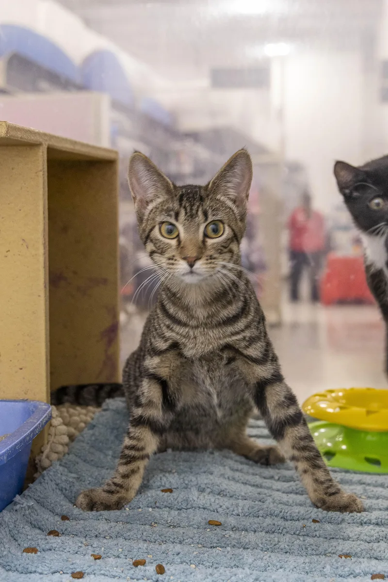 A baby medium-sized male Tabby (Brown / Chocolate) Tabby cat named Juno for adoption in Millville, UT