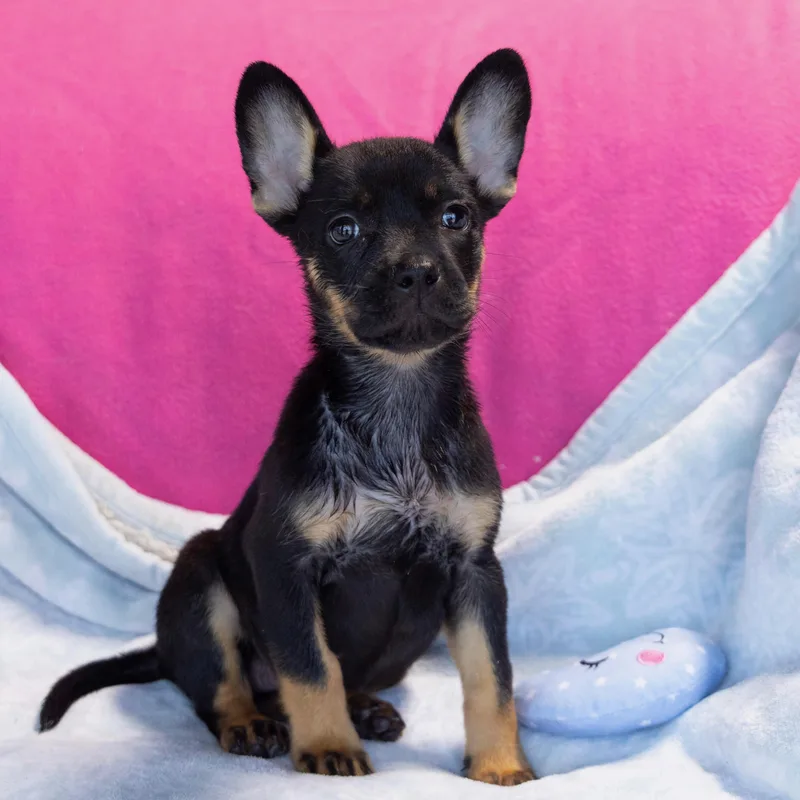 A young small-sized male Black Chihuahua dog named Boston for adoption in Woodland Hills, CA
