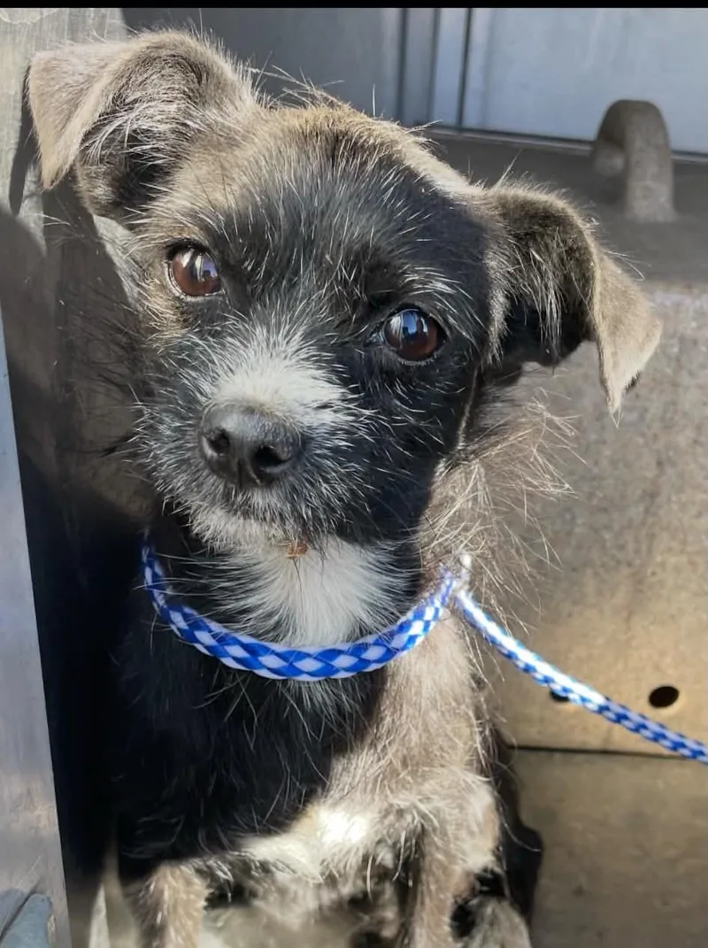 A young small-sized female Terrier dog named Jazzy for adoption in Las Vegas, NV