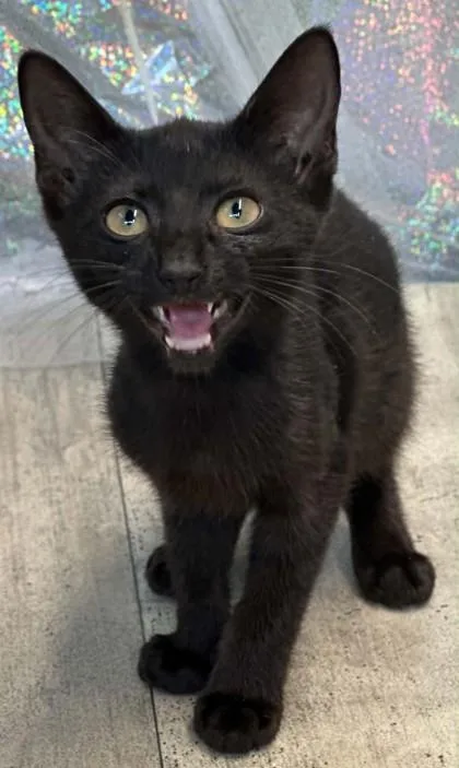 An adult small-sized female Domestic Short Hair cat named Marilyn Meowroe for adoption in Shreveport, LA