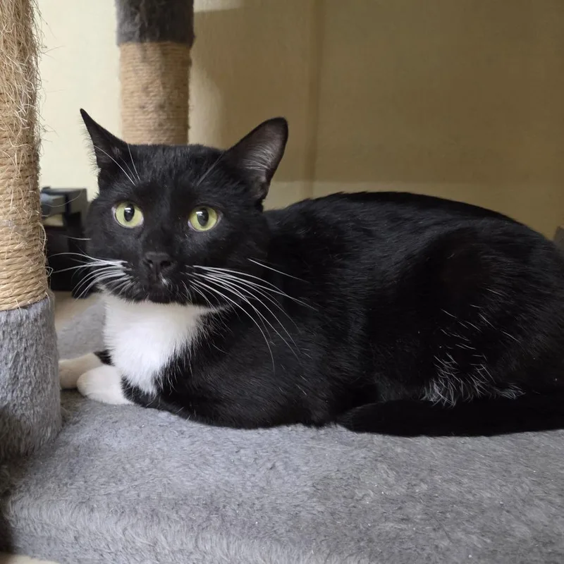 Swiss Roll thumbnail 2