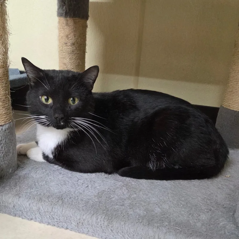 Swiss Roll thumbnail 3