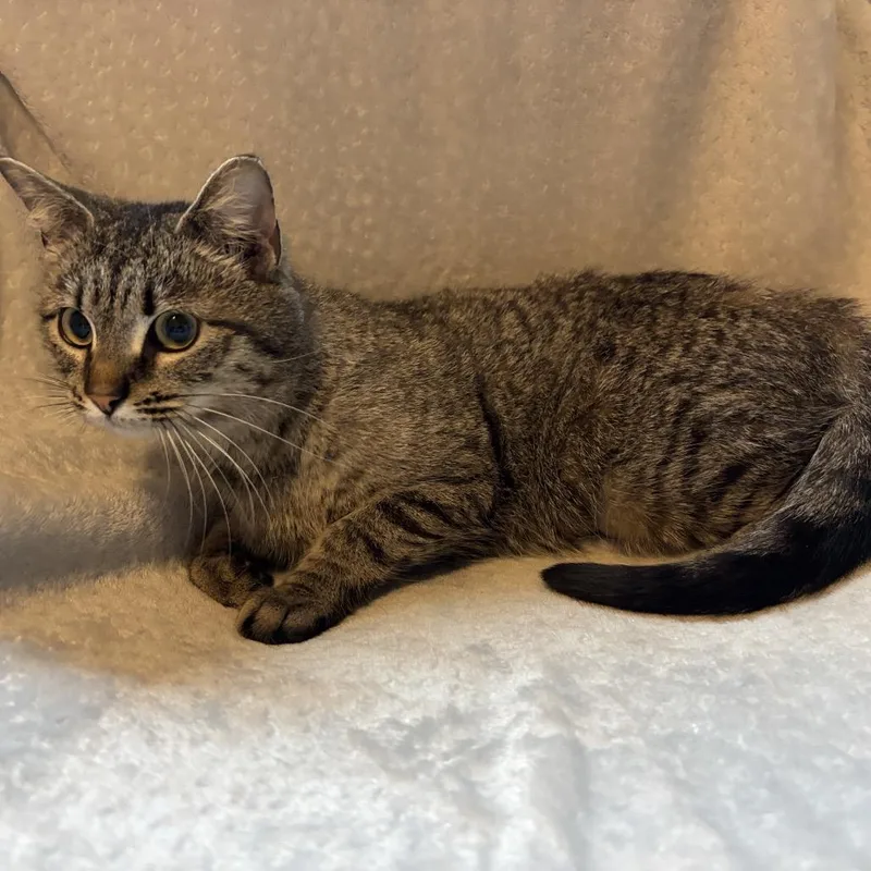 A young medium-sized female Black Domestic Short Hair cat named Cinnamon for adoption in La Grange, KY