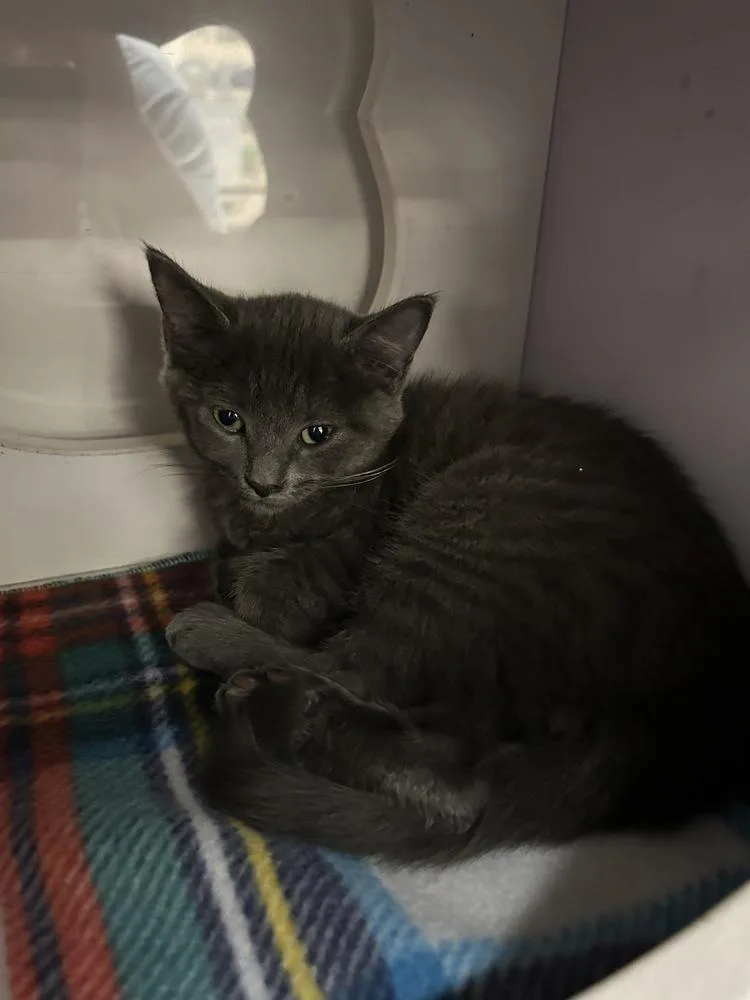 A baby small-sized male Gray / Blue / Silver Domestic Short Hair cat named Shirley for adoption in Orlando, FL