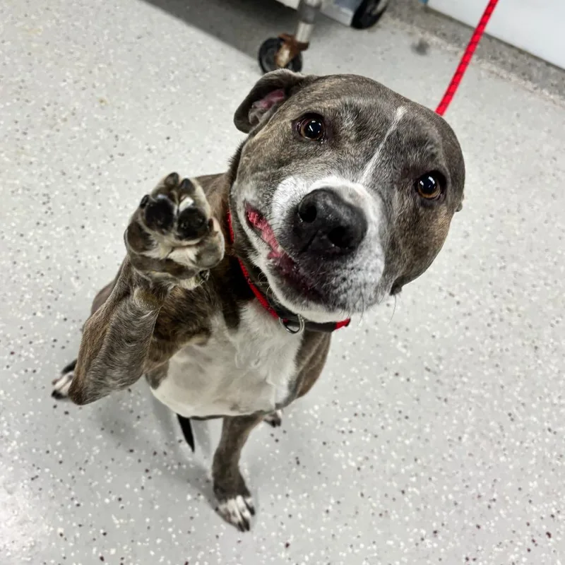 A senior medium-sized female Gray / Blue / Silver Terrier dog named Luna May for adoption in Indianapolis, IN