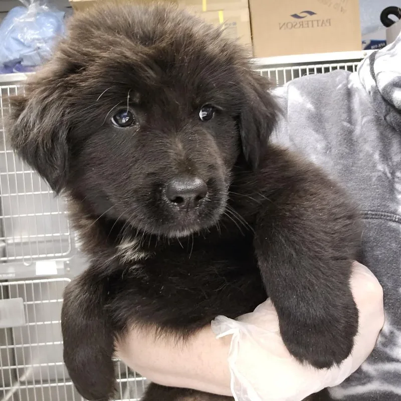 A baby large-sized male Mixed Breed dog named Quillon for adoption in Martinsville, VA