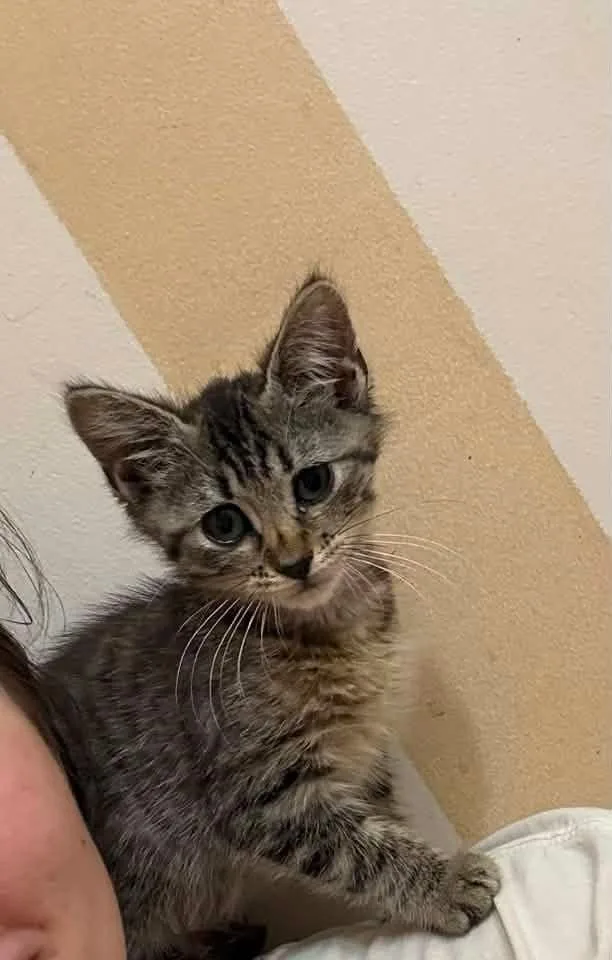 A young medium-sized female Tabby (Gray / Blue / Silver) Domestic Short Hair cat named Bourbon for adoption in Manhattan, KS