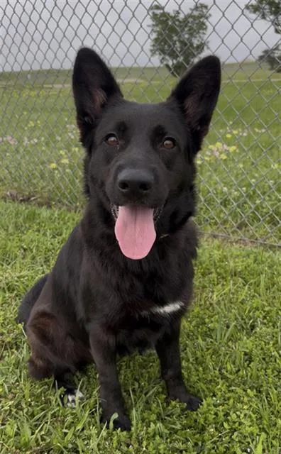An adult medium-sized female Border Collie dog named Divinity for adoption in Rosenberg, TX