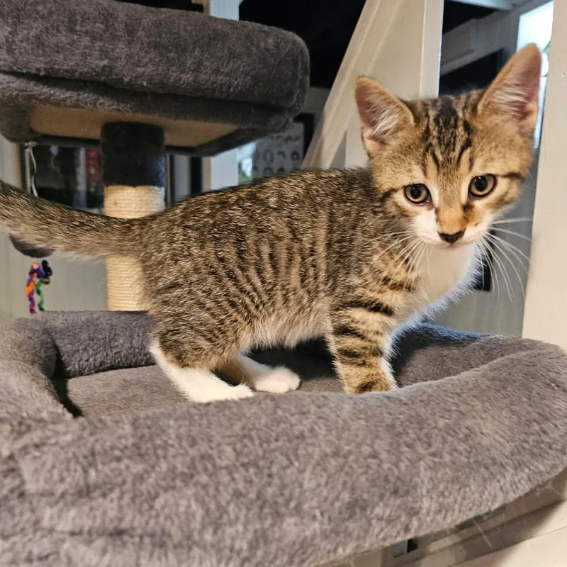 A baby small-sized male Buff / Tan / Fawn Domestic Short Hair cat named Oscar for adoption in Southington, OH