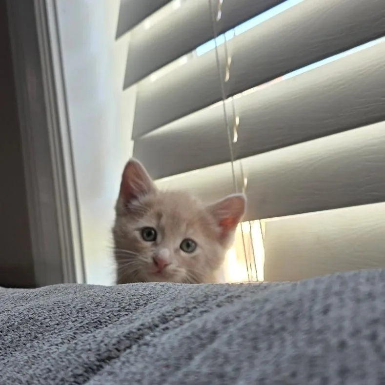 A baby small-sized male Orange / Red Domestic Short Hair cat named Snicker Doodle for adoption in Layton, UT