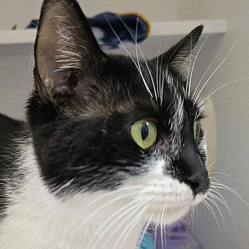 An adult medium-sized female Domestic Short Hair cat named Valentina Girl for adoption in Cumming, GA