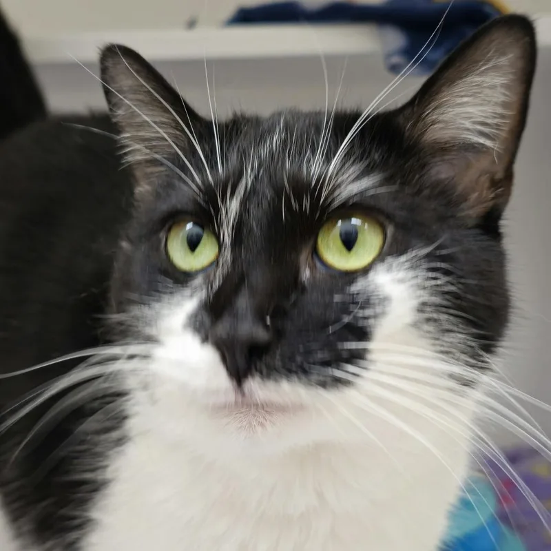 Valentina Girl thumbnail 2