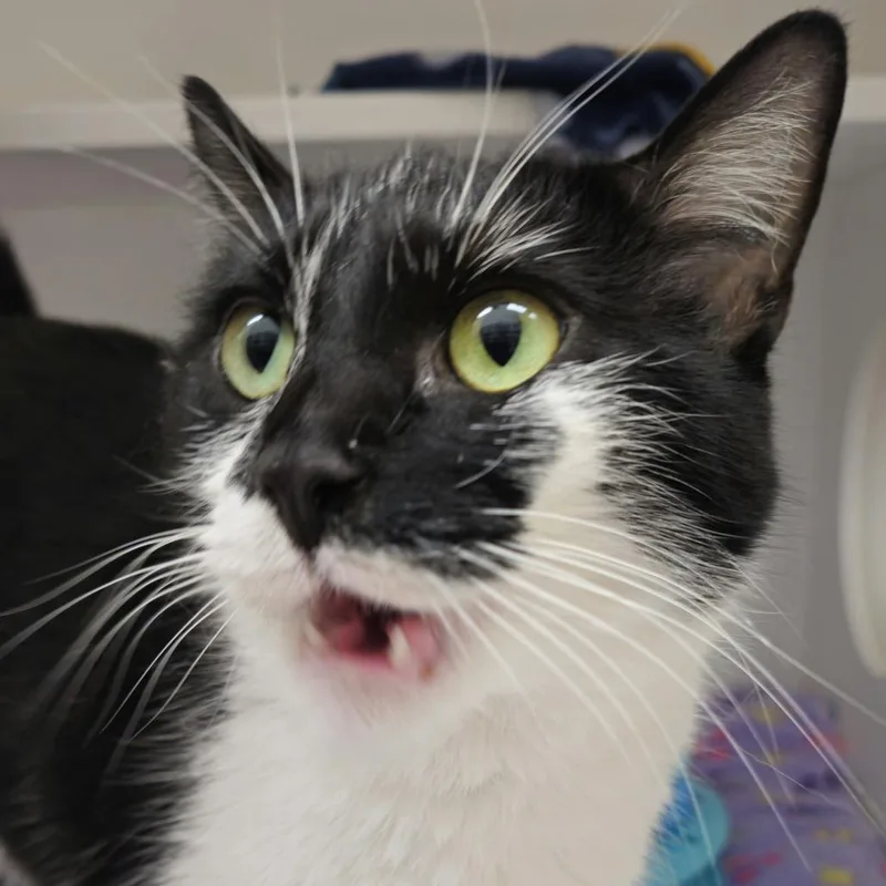 Valentina Girl thumbnail 3