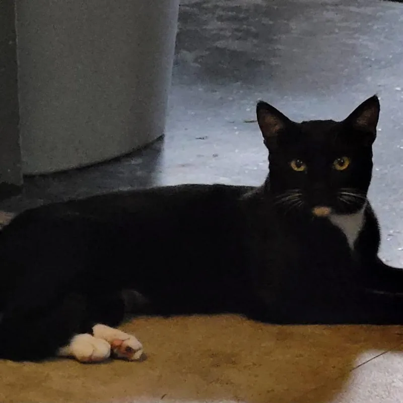 A young small-sized male Black Domestic Short Hair cat named Terrence Wright for adoption in Woodstock, VA
