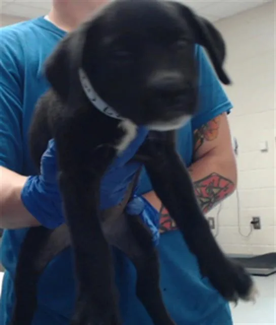 A baby small-sized male Labrador Retriever dog named A for adoption in Fayetteville, NC
