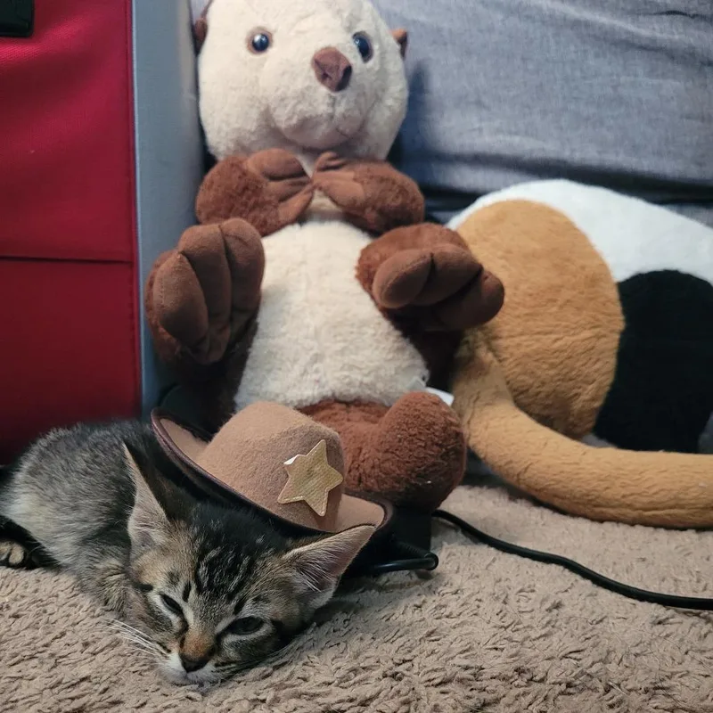 A baby small-sized female Brown / Chocolate Domestic Short Hair cat named Jenna for adoption in Normal, IL
