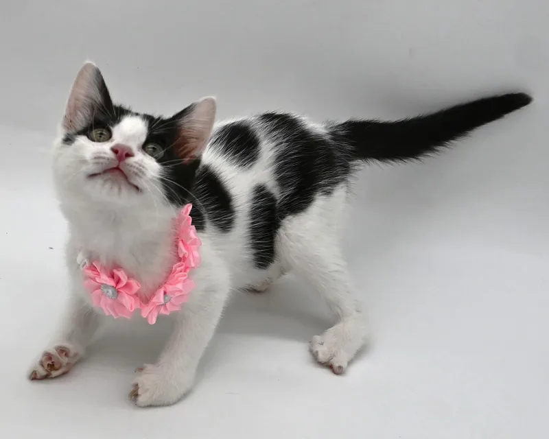 A baby medium-sized female Domestic Short Hair cat named Tilly. Check Out Her for adoption in Mobile, AL