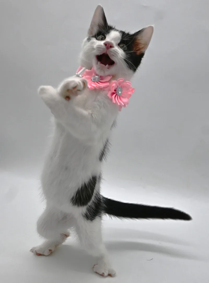 Tilly. Check Out Her thumbnail 5