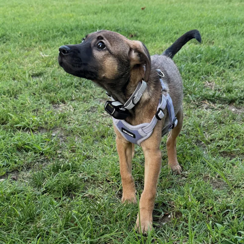A baby medium-sized male Bicolor Shepherd dog named Liam for adoption in Baldwin, MD