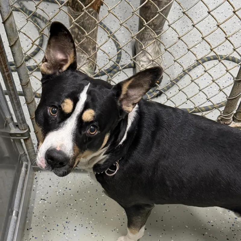 An adult medium-sized male Black Terrier dog named Bully Aka Rambler for adoption in Marion, VA