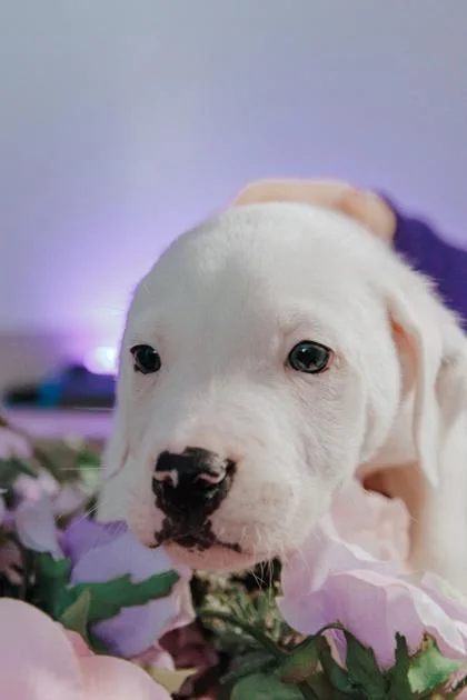 A baby large-sized male Dalmatian dog named Cobalt M for adoption in Elmira, NY