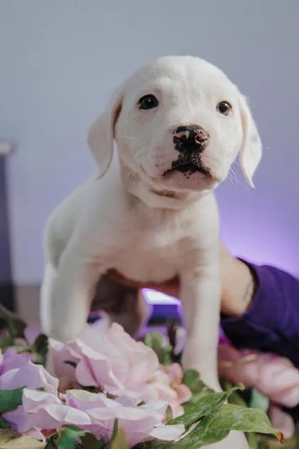 Cobalt M thumbnail 2