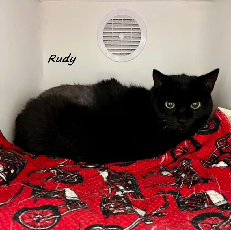 An adult large-sized male Black Domestic Short Hair cat named Rudy for adoption in Flint, MI
