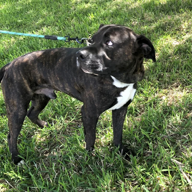 A young large-sized male Mastiff dog named Terri for adoption in Conroe, TX