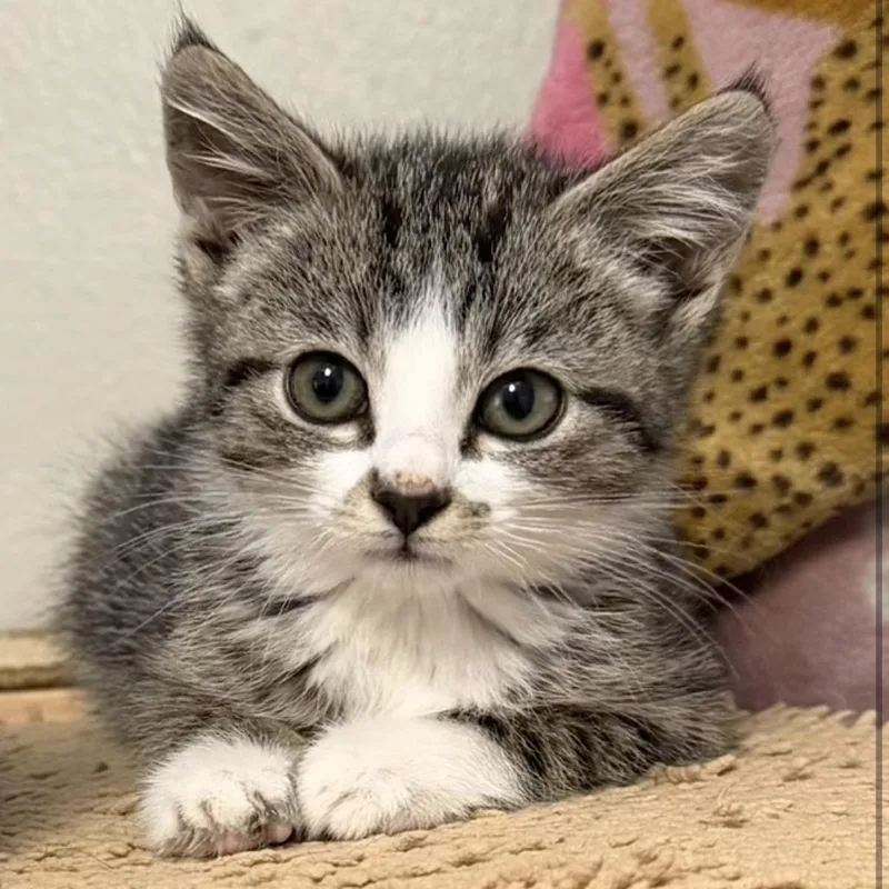 A baby small-sized female Brown / Chocolate Domestic Short Hair cat named Wendy for adoption in Coralville, IA