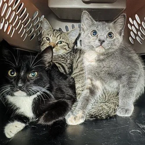 A baby small-sized female Black & White / Tuxedo Domestic Short Hair cat named Wellsy for adoption in Tampa, FL