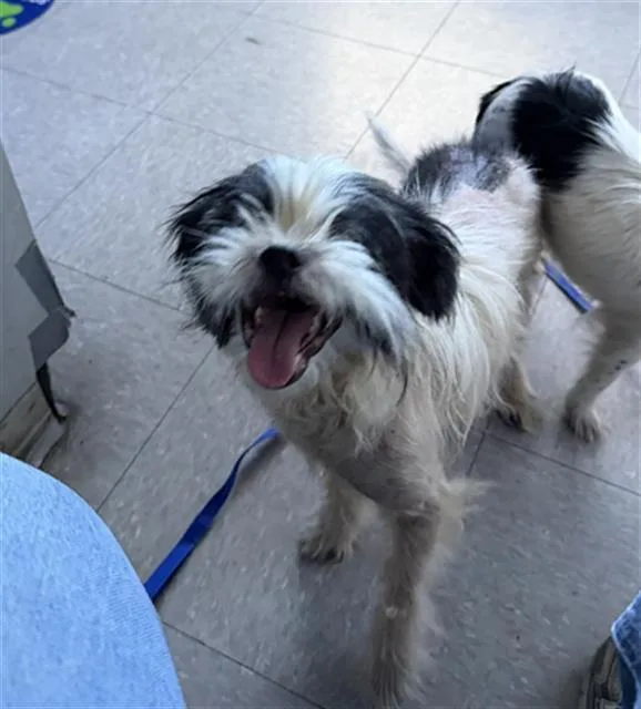 A young small-sized male Terrier dog named Pong for adoption in Bakersfield, CA