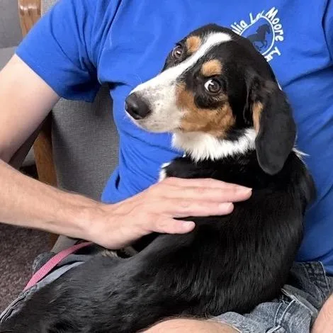 A young small-sized female Beagle dog named Dolly Dolly for adoption in Little Rock, AR