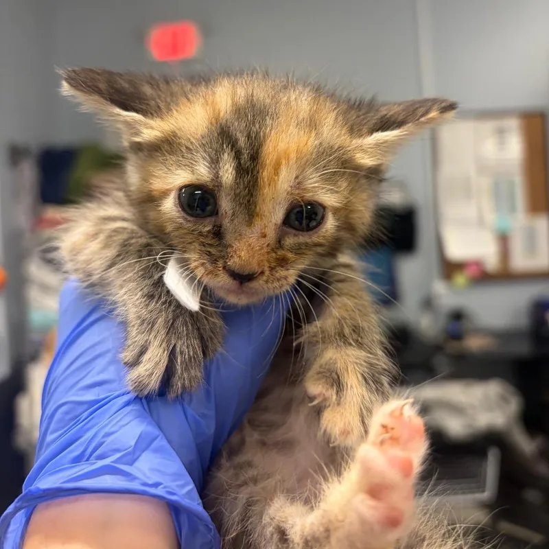 A baby small-sized female Domestic Short Hair cat named Pepper for adoption in Milton, FL