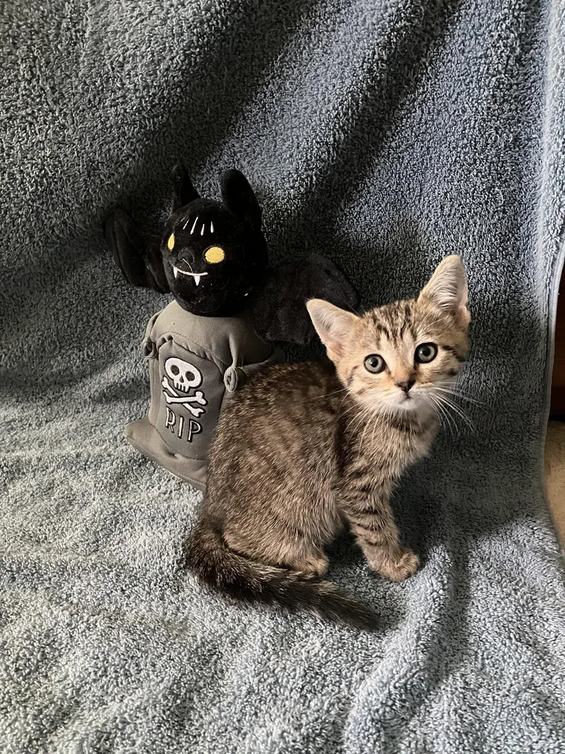 A baby medium-sized male Tabby cat named Wallace for adoption in Trexlertown, PA