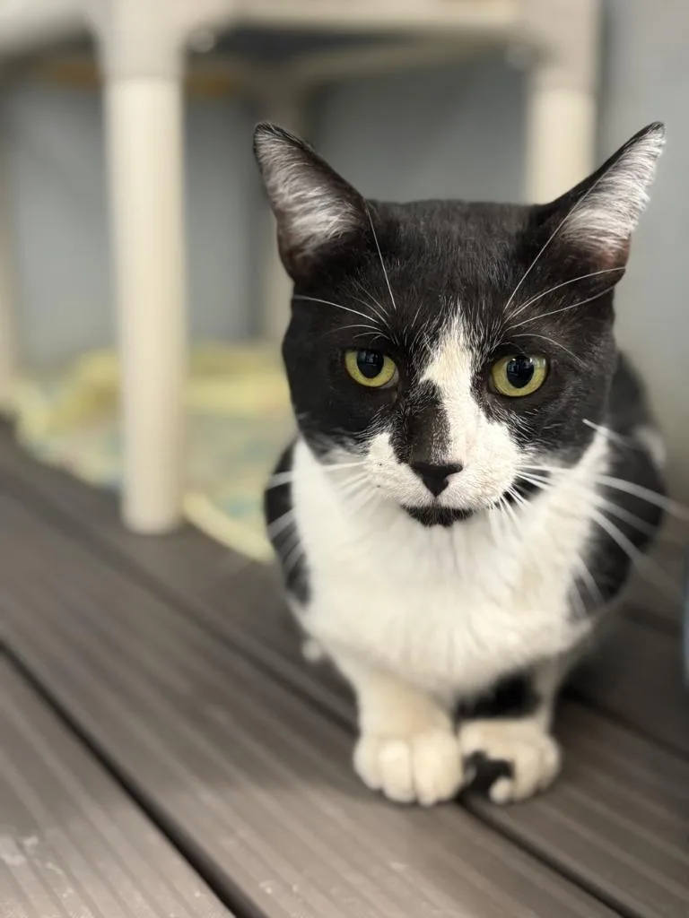 Domino