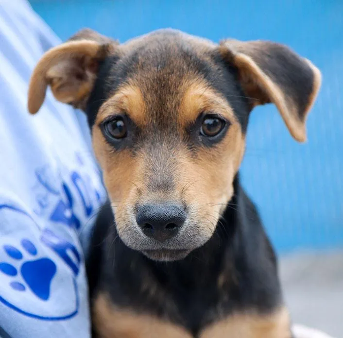 A baby medium-sized female Labrador Retriever dog named Francesca for adoption in Kansas City, KS