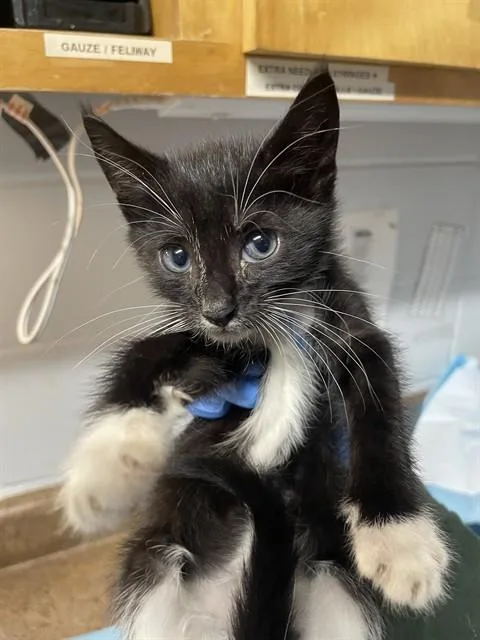 A baby small-sized male Domestic Short Hair cat named Sam for adoption in Tallahassee, FL