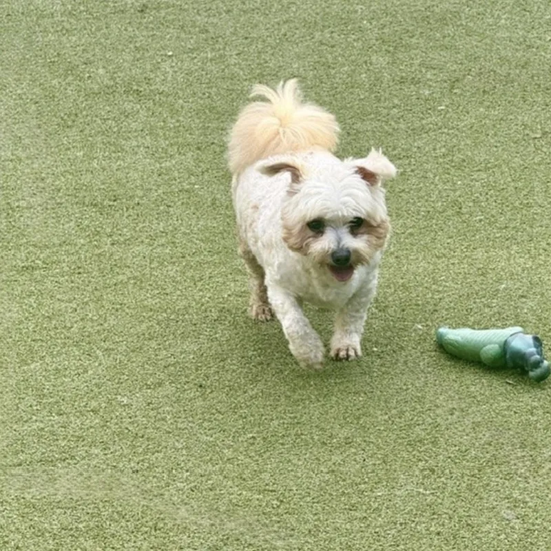 Teddy thumbnail 4