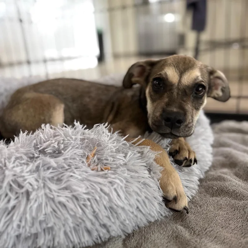 A baby small-sized male Yellow / Tan / Blond / Fawn Labrador Retriever dog named Benjamin for adoption in Houston, TX