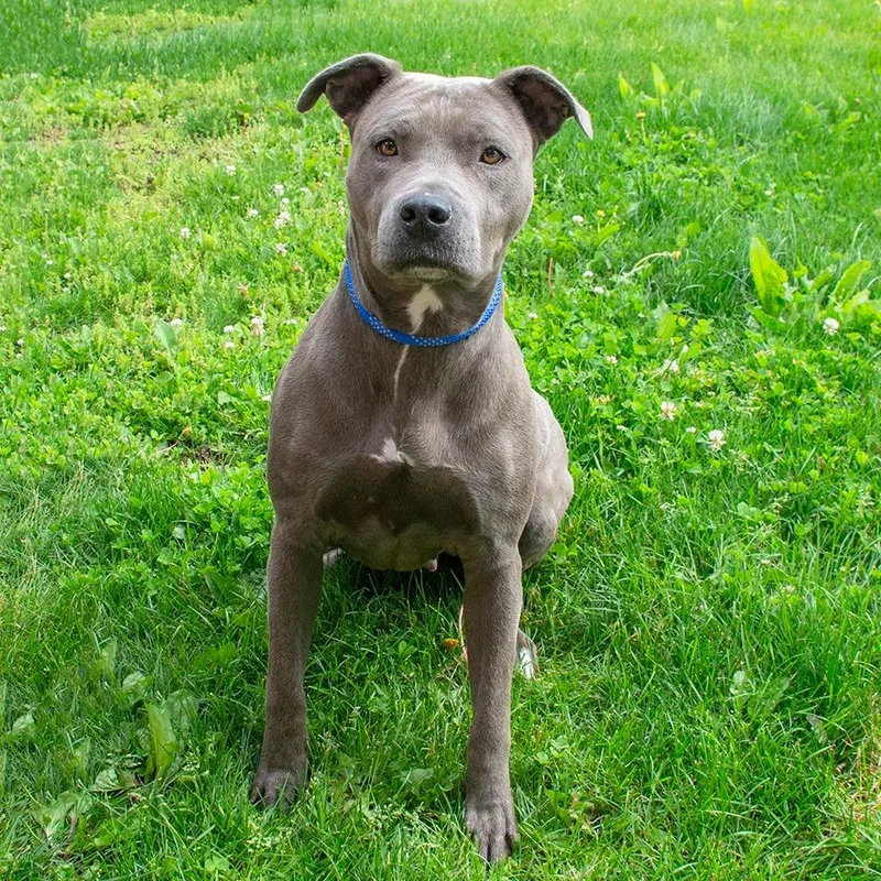 A young medium-sized female Pit Bull Terrier dog named Athena for adoption in Troy, OH