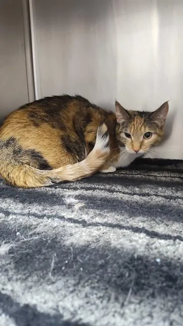 An adult medium-sized female Domestic Short Hair cat named Gypse for adoption in Ogden, UT