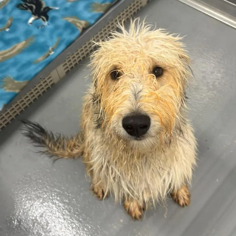 A young medium-sized male Poodle dog named Huntley for adoption in Marshall, VA