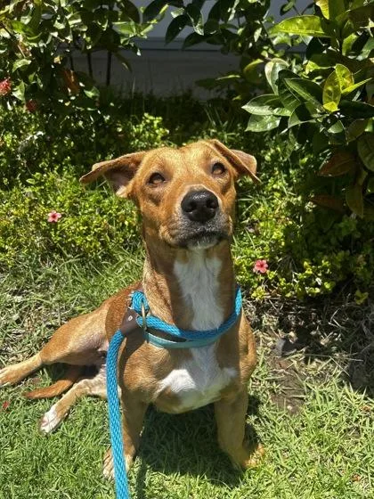 An adult medium-sized female Mixed Breed dog named Foxly for adoption in Honolulu, HI