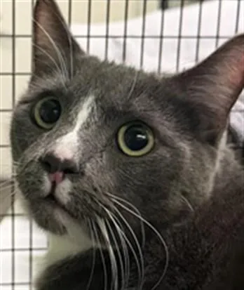 A young small-sized male Domestic Short Hair cat named Roki for adoption in Los Angeles, CA