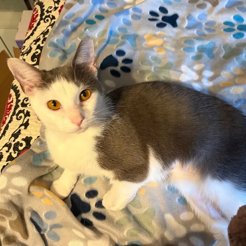 A young medium-sized female Gray / Blue / Silver Domestic Short Hair cat named Magic for adoption in Gibsonia, PA