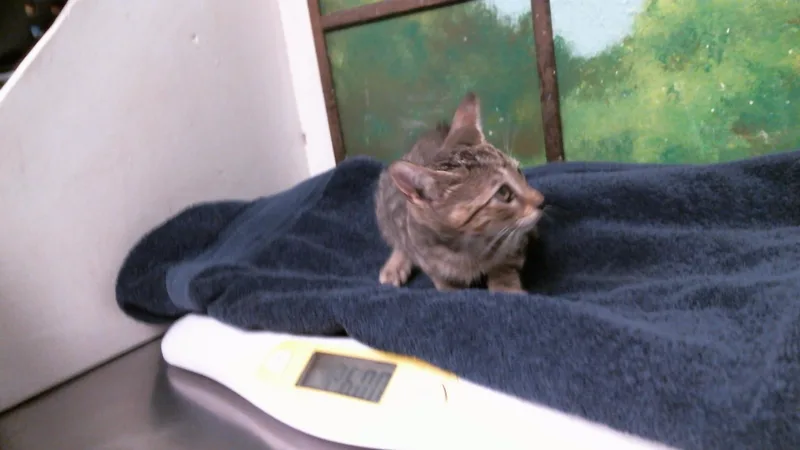 A baby small-sized male Domestic Short Hair cat named Biscuit for adoption in Houston, TX